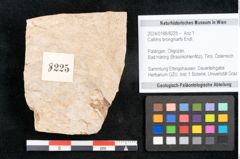 Foto (Objekt + Etikett) von Callitris brongniartii Endl. (NHMW-GEO-2024-0188-8225)